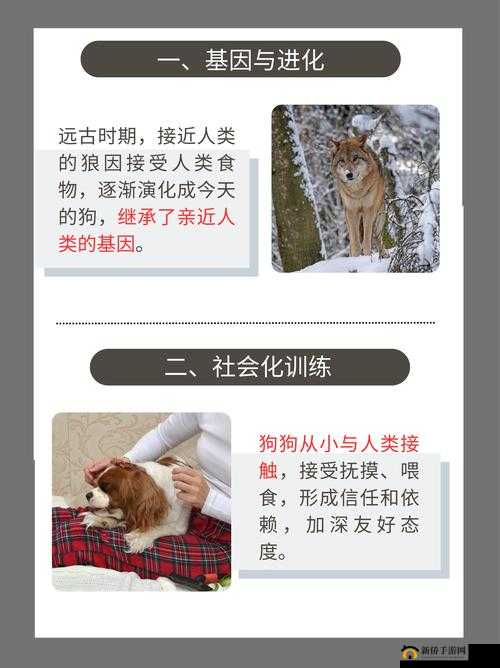 人or猪or狗：揭秘这三种生物为何在网络上热度超高，背后原因让人意想不到