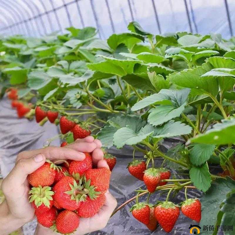 草莓晚上湿漉漉的原因是什么？探索夜间湿度对草莓生长的影响与解决方法