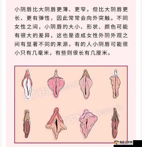 小阴囊唇一边大一边小能自己好吗？专家解答与自我调理方法分享