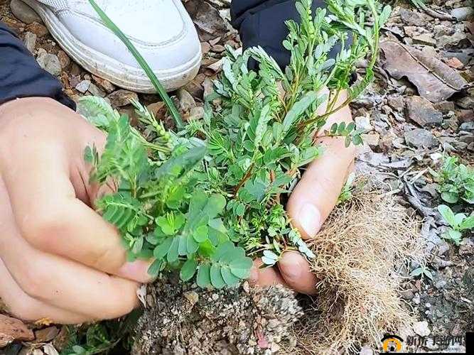 夜夜草类型多样是真的吗？揭秘夜夜草的多样性与实际应用场景