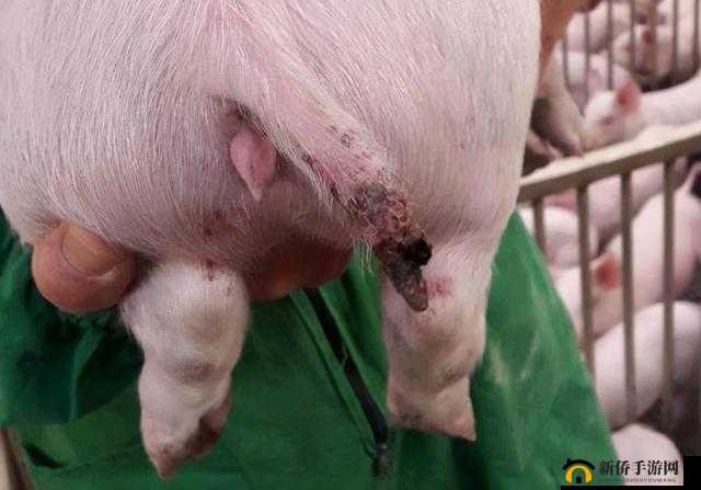 惊人发现人猪又细又长像钻头一样的奇特形态引发网友热议，揭秘背后的科学原理