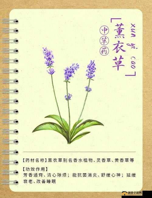 探索薰衣草研究所入口隐藏2024：揭秘未来薰衣草研究的秘密基地与最新发现