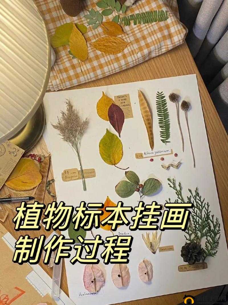 小学生如何自制植物标本？快来看看详细步骤与成果展示