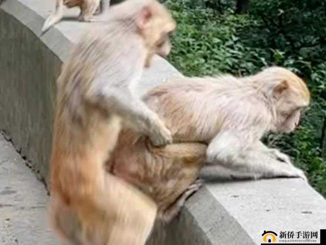 二人为何会有生猴子小视频？其背后原因究竟是什么？快来一探究竟