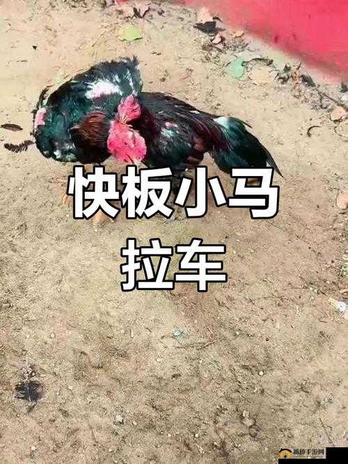 震惊幼童小马拉车小男孩为何又黑又臭？背后原因引人深思或者：幼童小马拉车小男孩又黑又臭，这到底是怎么回事？快来一探究竟或者：求解为何幼童小马拉车小男孩会又黑又臭？真相在这里等你发现