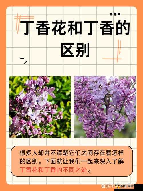 4438五月丁香：探索五月花开的秘密与丁香花的独特魅力
