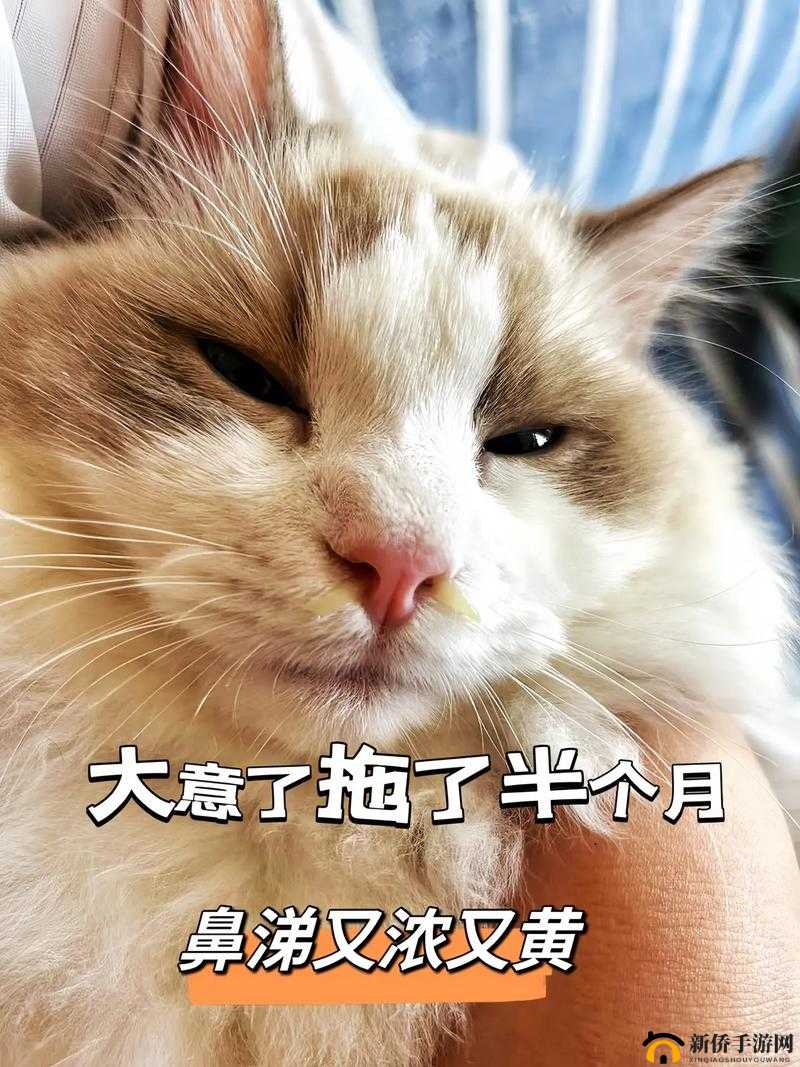 猫咪流鼻涕口水是什么情况？常见原因及应对方法全解析