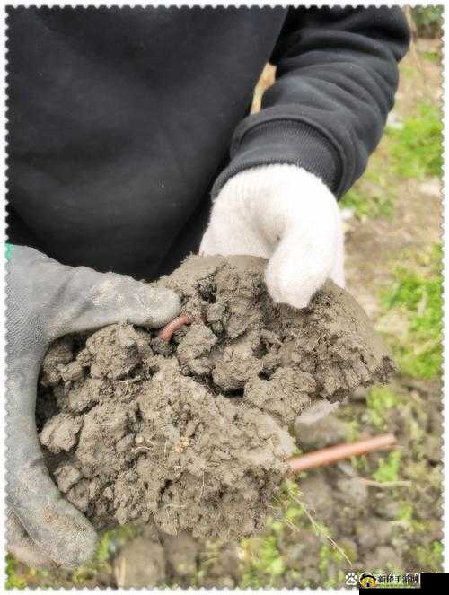 黑土为什么会流泪？专家称或因长期耕种过度