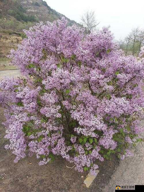 以下生成几个供您参考：五月丁香999究竟有何魅力？为何能引发众多关注？五月丁香999，背后隐藏着怎样不为人知的秘密？想知道五月丁香999的独特之处吗？快来一探究竟五月丁香999，是怎样的存在让无数人为之着迷？