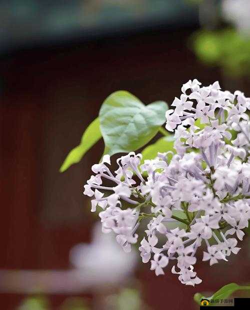 丁香花免费高清视频完整版动漫：一部充满美好与感动的动画