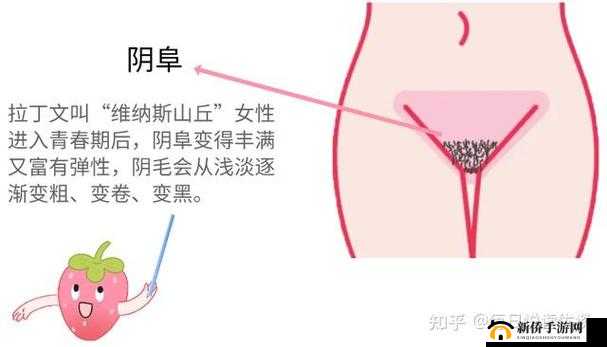 大荫蒂女人毛茸茸 30 的独特功能及相关探讨