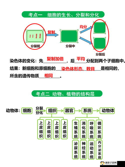 母与子性之间的可行性与必要性的深入探讨