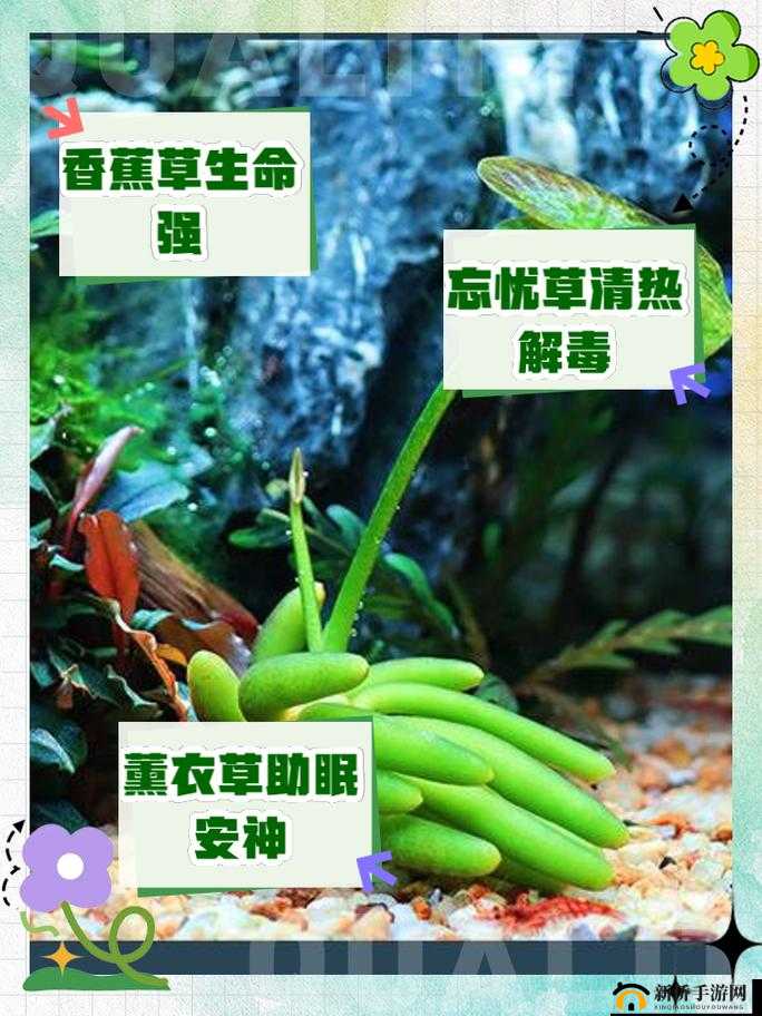 香蕉和忘忧草对焦虑影响成片正式发布及相关探讨