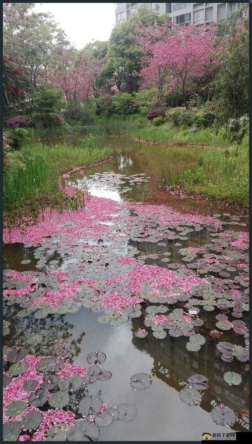 吃花核心流水，是什么意思？为何让人如此好奇