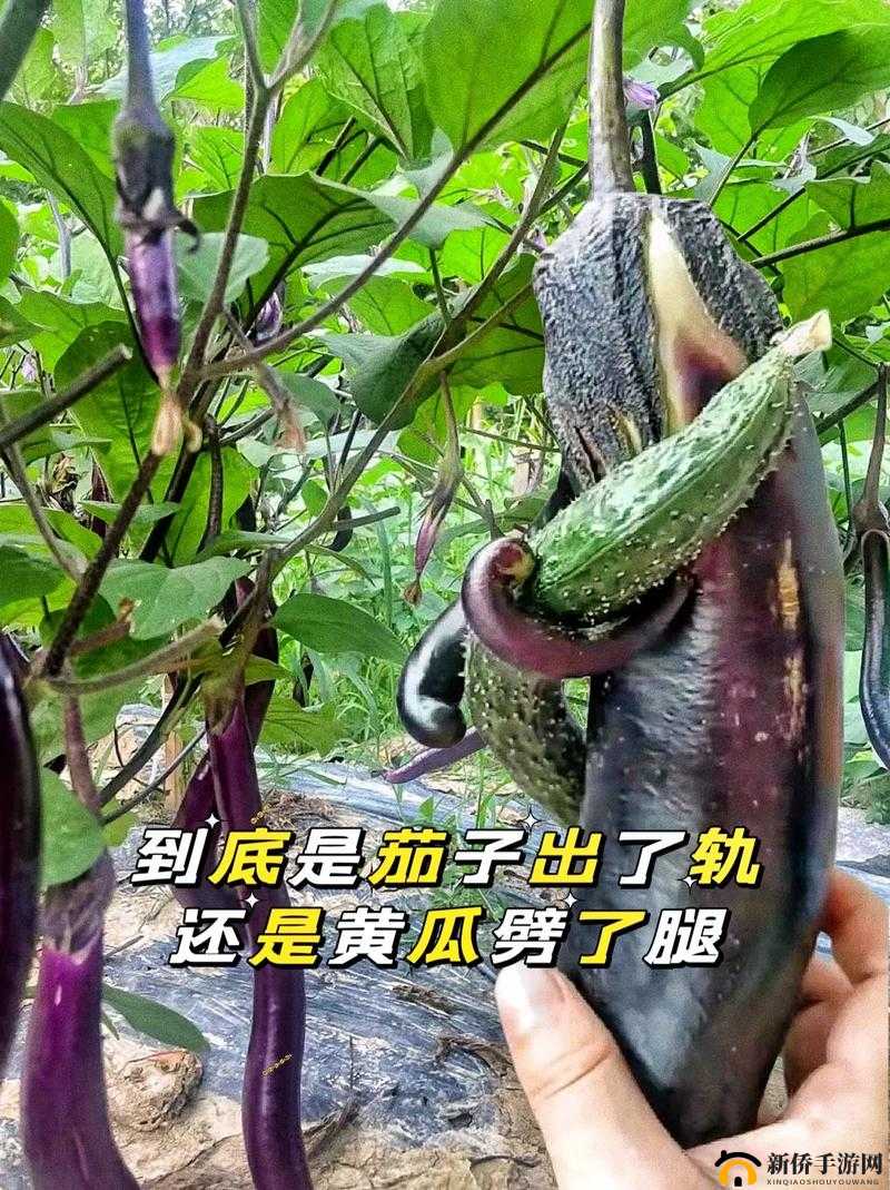 下面痒了用黄瓜还是茄子好这真是个令人困扰的问题啊