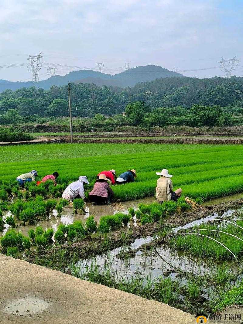 情侣的 30 种插秧法图片视频无法观看：探寻背后原因与解决之道