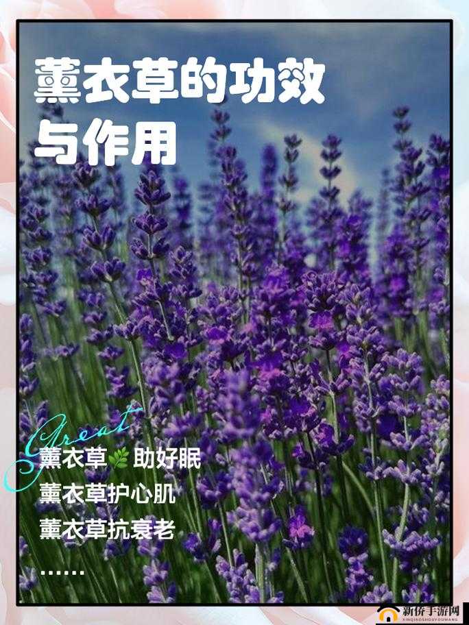 薰衣草研究所 APP：专业薰衣草知识与应用的探索者