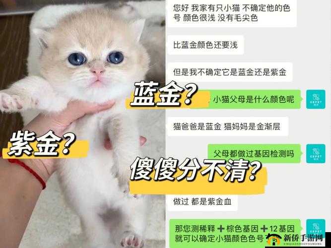 关于色色猫下载相关资源的详细介绍及获取途径