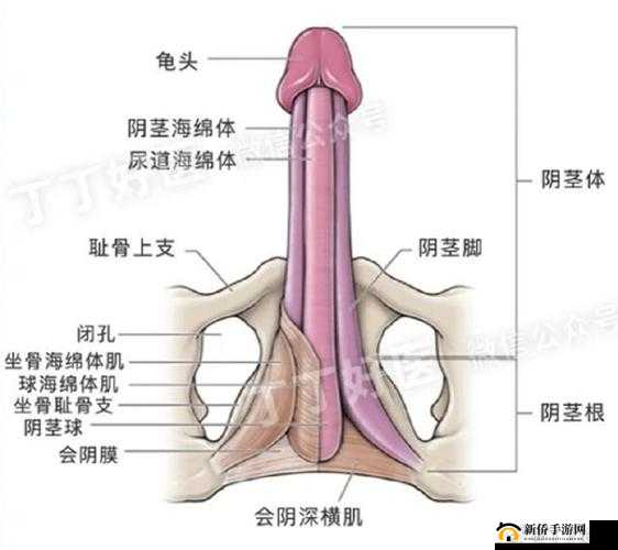 男生的坤巴：探究男性性器官的奥秘