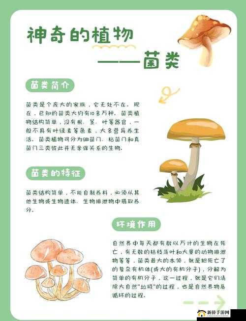 蘑菇的奥秘：全面科普带你走进神奇蘑菇世界