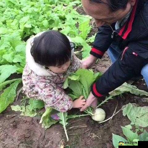 旅行者和丽莎拔萝卜：一段充满趣味与挑战的田园之旅