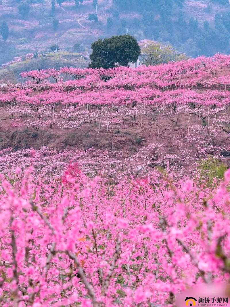 国色天香桃花朵朵开：绽放极致美丽的浪漫盛景