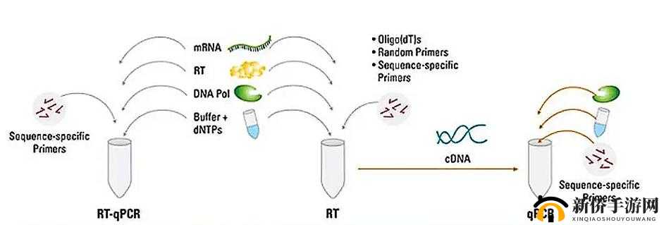 RNA 与 cDNA 杂交：探索基因表达的关键过程