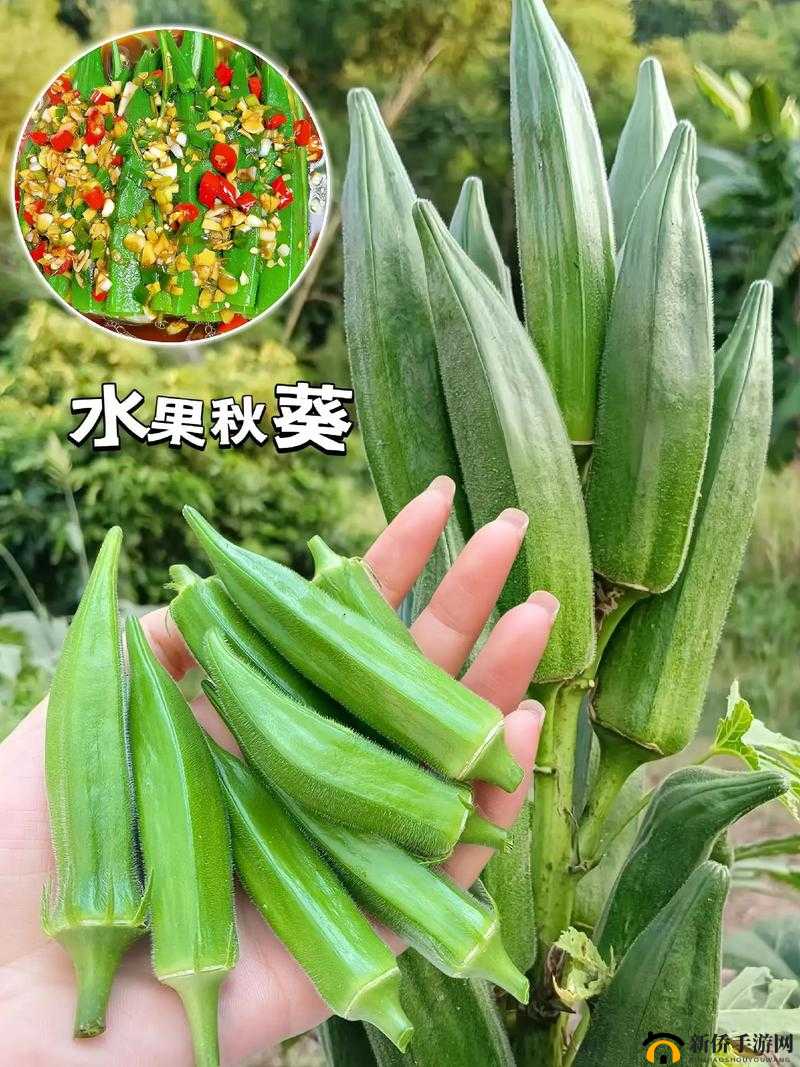 当水果与蔬菜激情碰撞：草莓樱桃丝瓜秋葵榴莲黄瓜大全