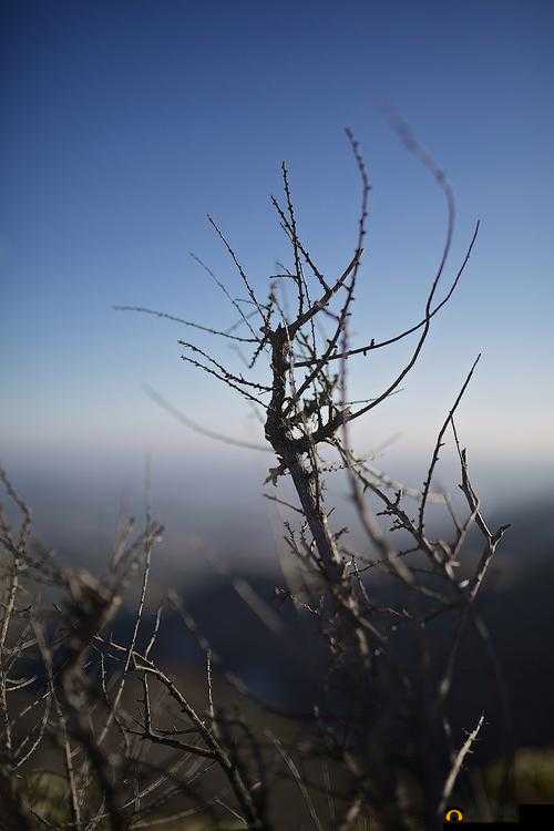 荒野上的青春：绽放不羁的活力