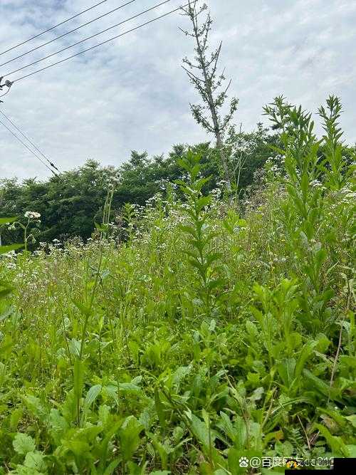 野花韩国高清免费神马百度资源尽情畅享