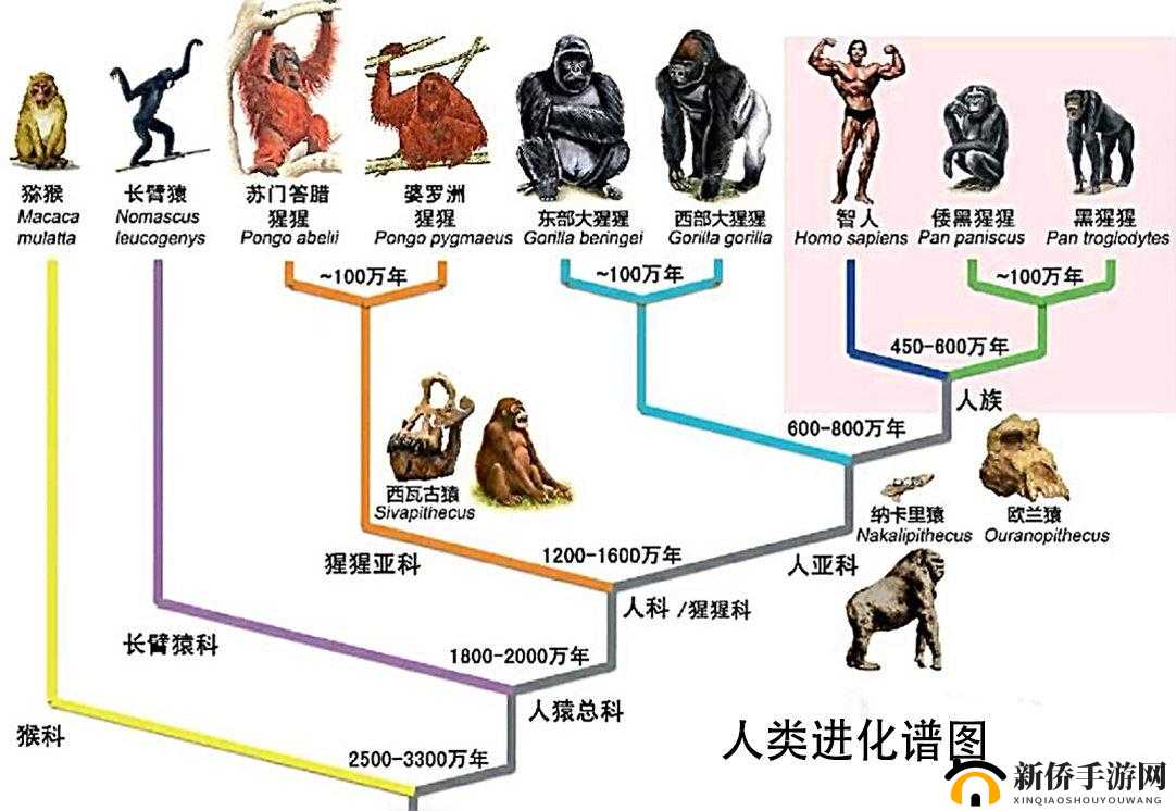 杂交 BUCSM 人类 SSBA：关于其独特性质与潜在影响的探讨