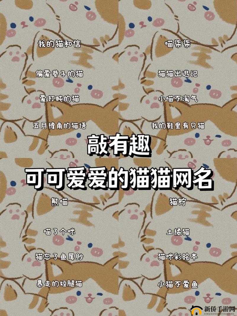 猫咪 MV 最新地域网名怎么取：如何巧妙构思独特地域网名