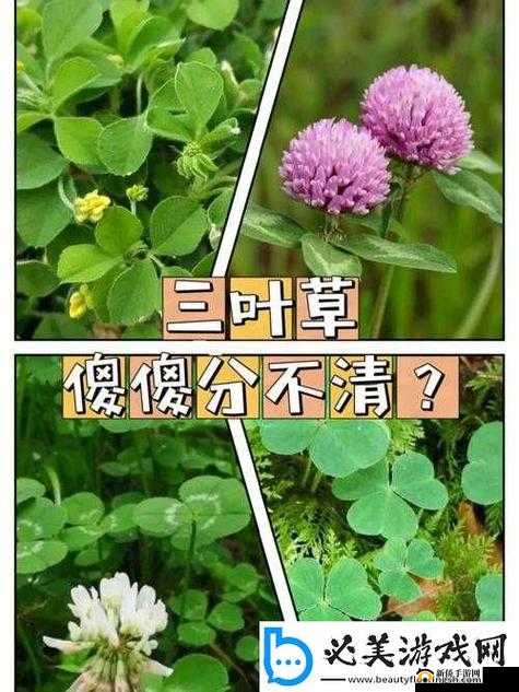 成品人和精品人有何区别？四叶草改变产品：探究其本质与影响