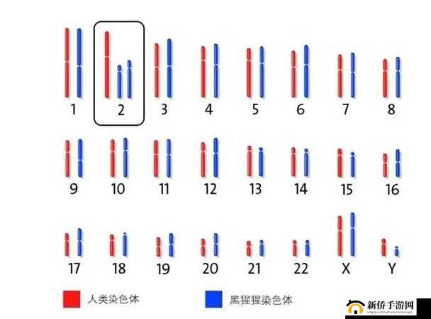 亚洲人与欧洲人染色体的区别是什么