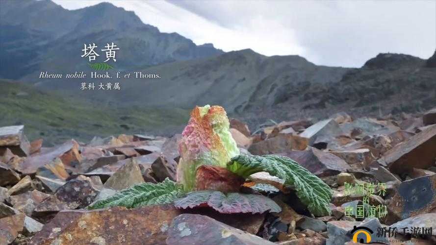 黄肉主题的精彩视频：探索独特的植物世界