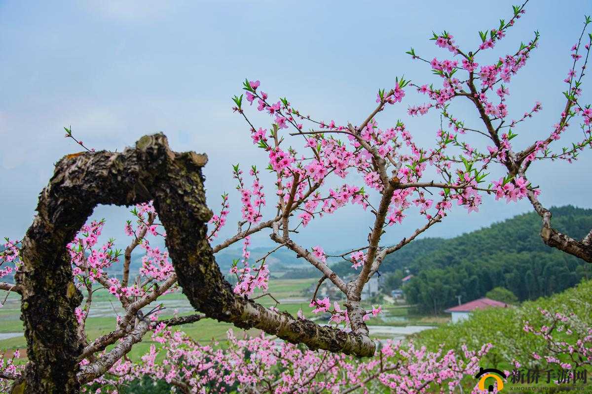 2025年春节后，探寻心中的桃花源，一场心灵与自然的和谐美妙之旅