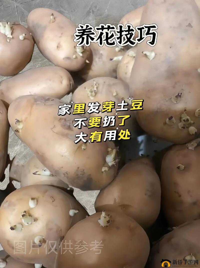 忘忧草日本 www 土豆：探寻别样精彩世界