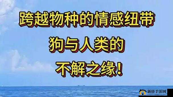 人与嘼：跨越物种的交互与情感纽带