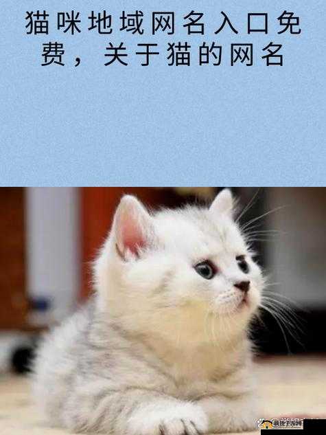 猫咪MV最新永久地域网名叫什么：带你探索不一样的网络世界