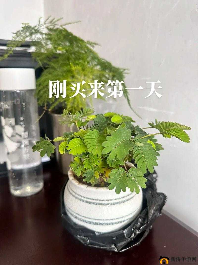 含羞草实验所隐藏的 2024 背后究竟隐藏着什么秘密