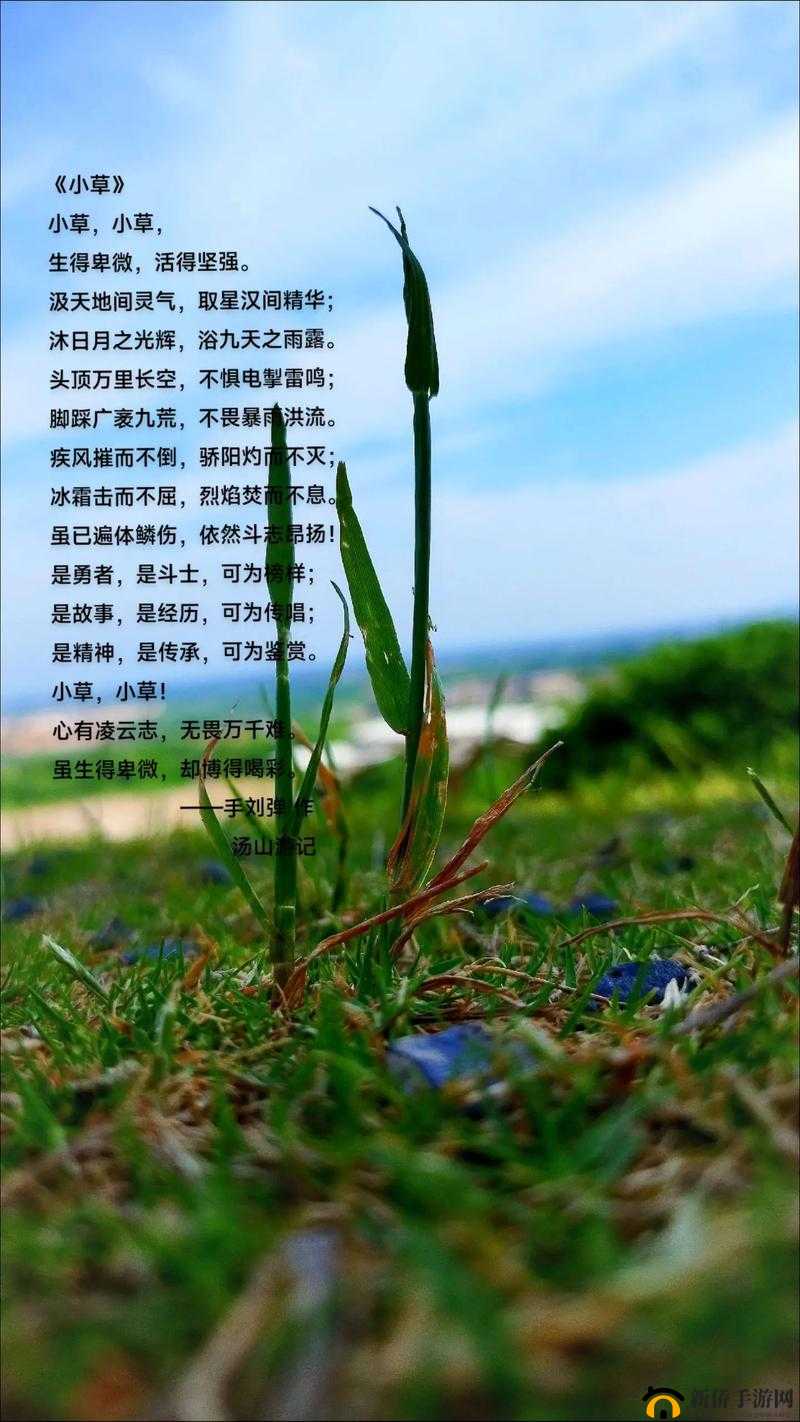 嫩草一二三：带你领略大自然中那一抹清新与生机