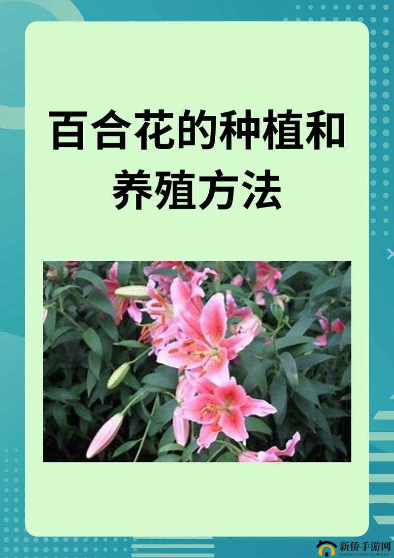 百合用多深的盆种：深度选择与种植效果的关联探讨