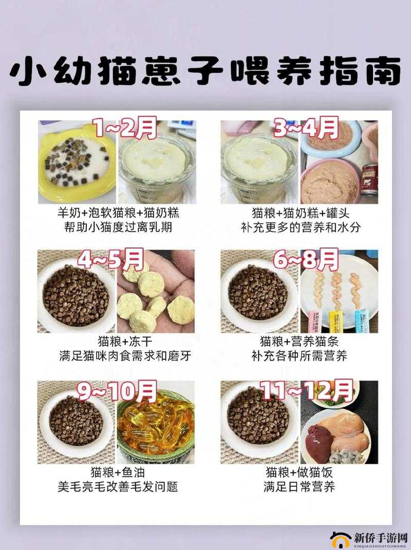 小森生活游戏内野猫喂食操作步骤与注意事项全面详解