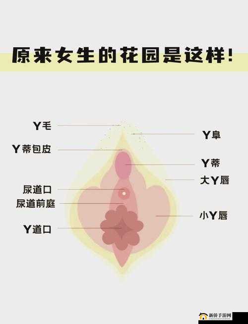 探索青春的私密领域：16—17 岁女性毛片之谜