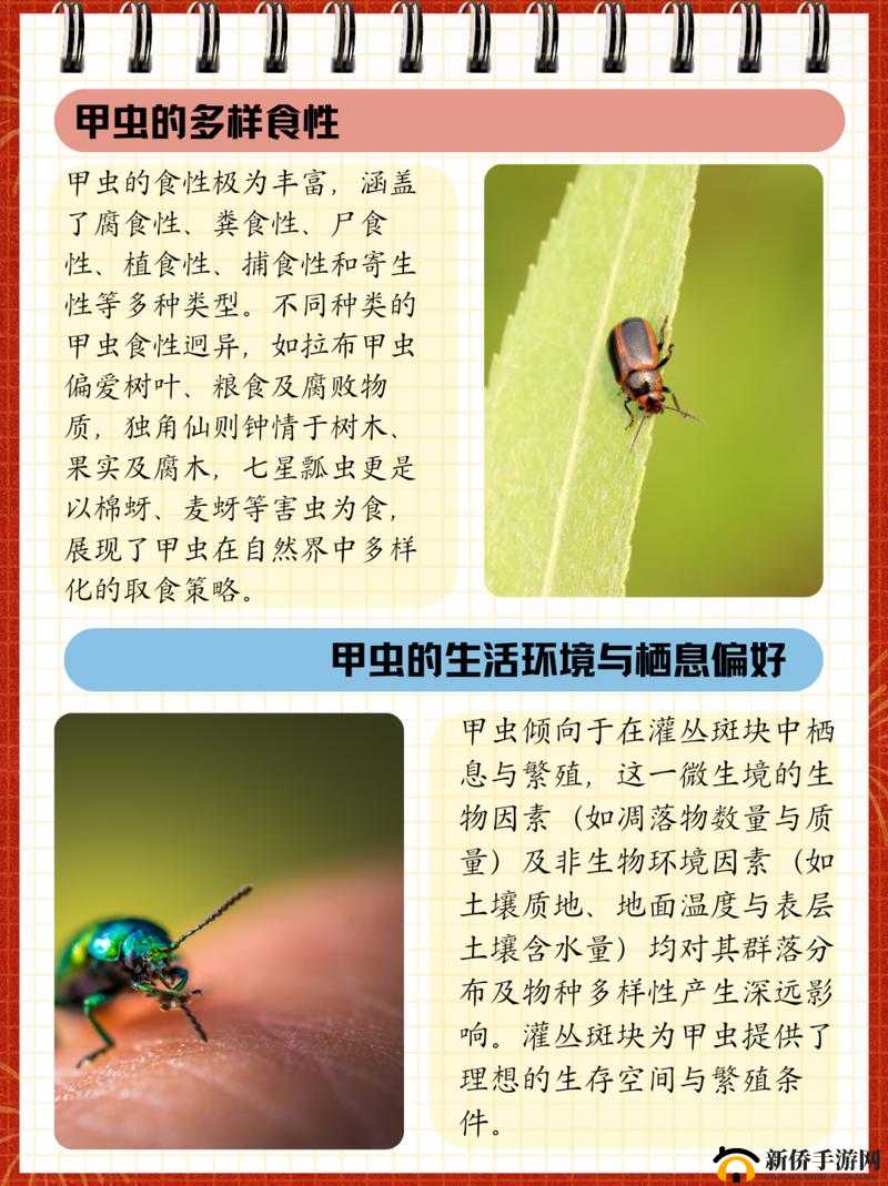 全面解析，小森生活中关于甲虫饲养与竞技的必备知识指南