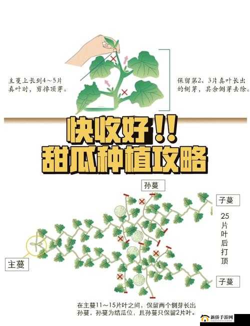 哈密瓜高效种植与全面养护管理，从选种到收获的专业全攻略