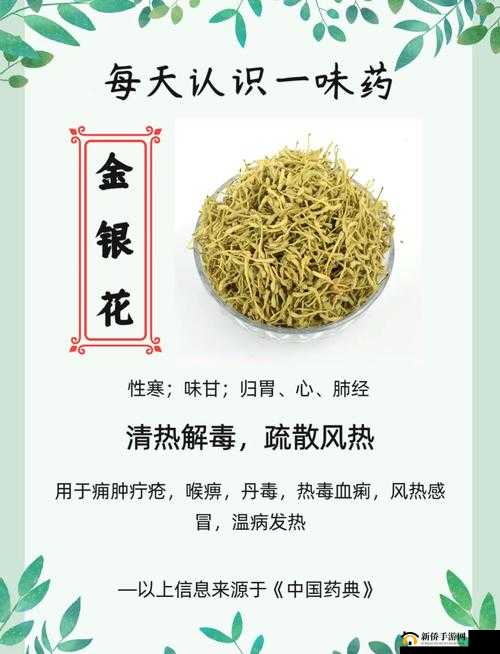 父承子液金银花：传承千年的神奇草药之独特魅力