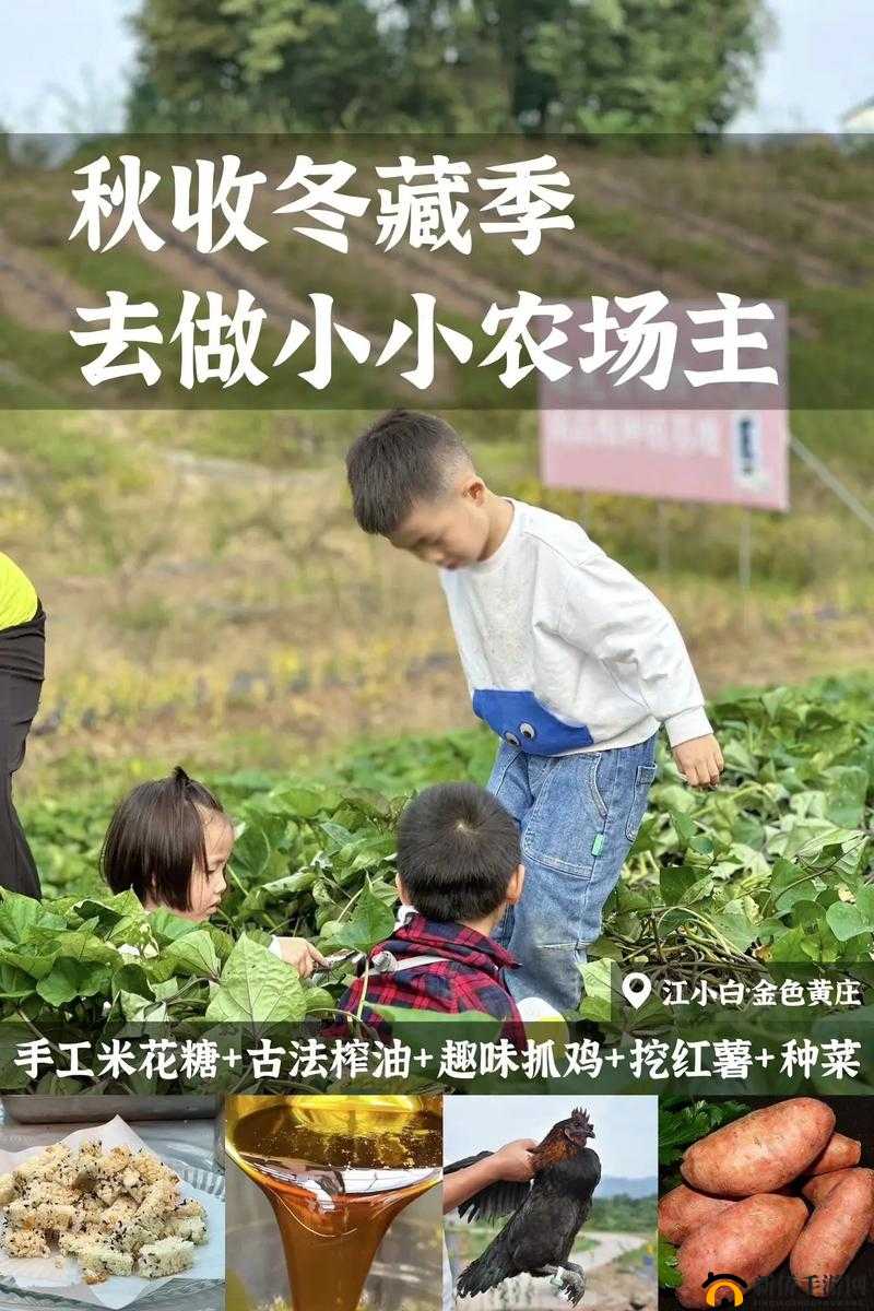 金色农场种植全攻略，掌握这些玩法，轻松享受种植乐趣