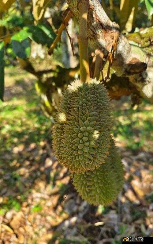 草莓、丝瓜、黄瓜、向日葵、榴莲：五种植物的种植技巧与健康益处全解析