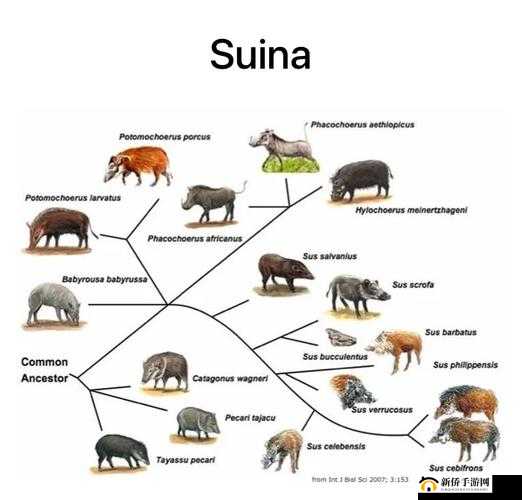 人、野兽、马、狗、猪，它们之间有着怎样的奇妙联系与区别？一起来探索